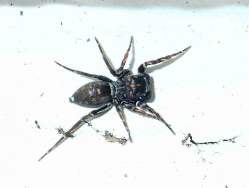 Cyrba ocellata